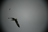 Enlarge photo 225