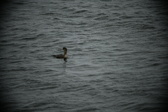 Enlarge photo 226