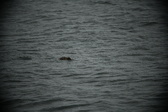 Enlarge photo 227