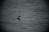 Enlarge photo 228