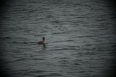 Enlarge photo 229