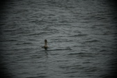 Enlarge photo 230
