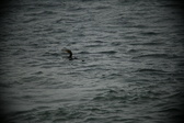 Enlarge photo 231