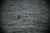 Enlarge photo 232