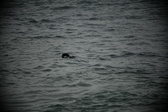 Enlarge photo 233