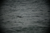 Enlarge photo 234