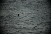 Enlarge photo 239