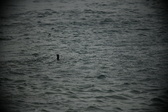 Enlarge photo 240