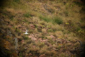 Enlarge photo 249