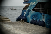 Enlarge photo 255