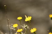 Enlarge photo 68