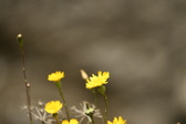 Enlarge photo 69