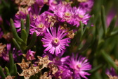 Enlarge photo 93