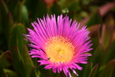 Enlarge photo 104