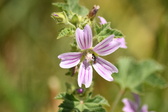 Enlarge photo 152