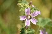 Enlarge photo 153