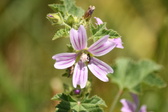 Enlarge photo 154