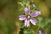 Enlarge photo 156