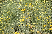 Enlarge photo 160