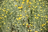 Enlarge photo 161