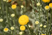 Enlarge photo 162
