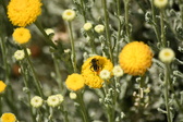 Enlarge photo 168