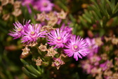 Enlarge photo 170
