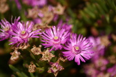 Enlarge photo 171