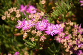 Enlarge photo 173