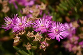 Enlarge photo 174