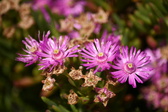 Enlarge photo 175