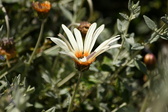 Enlarge photo 176