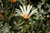 Enlarge photo 178