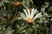 Enlarge photo 180