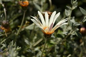 Enlarge photo 181