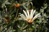 Enlarge photo 182
