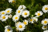 Enlarge photo 184