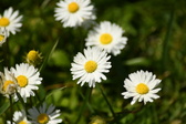 Enlarge photo 187