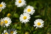 Enlarge photo 188