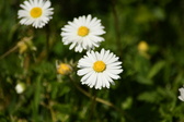 Enlarge photo 192