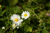 Enlarge photo 194