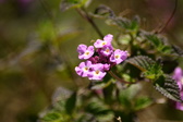 Enlarge photo 195