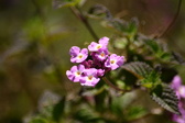 Enlarge photo 197