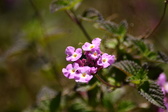 Enlarge photo 198