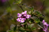 Enlarge photo 199