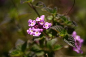 Enlarge photo 200
