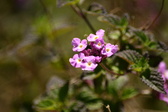 Enlarge photo 201