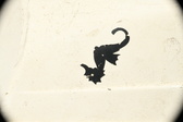 Enlarge photo 54