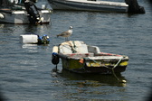 Enlarge photo 111