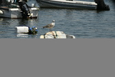 Enlarge photo 113